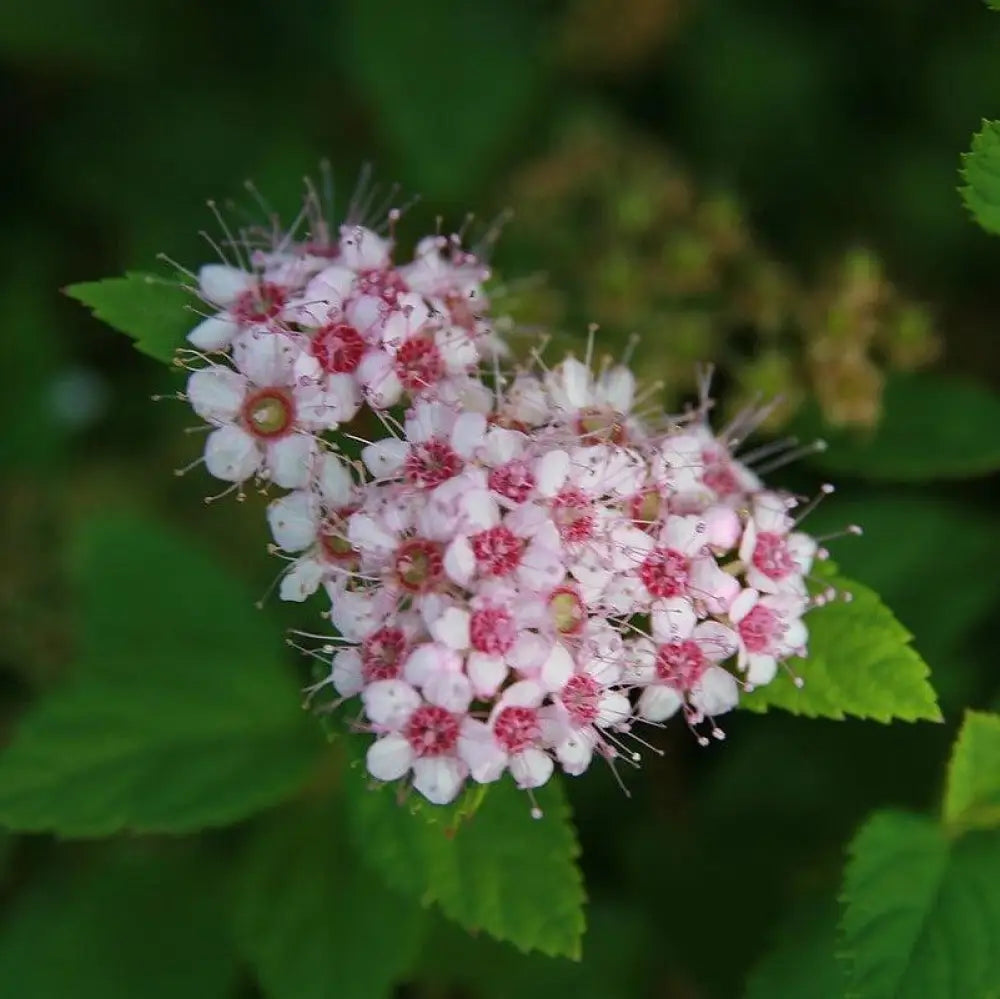 Little Princess Spirea Shrub