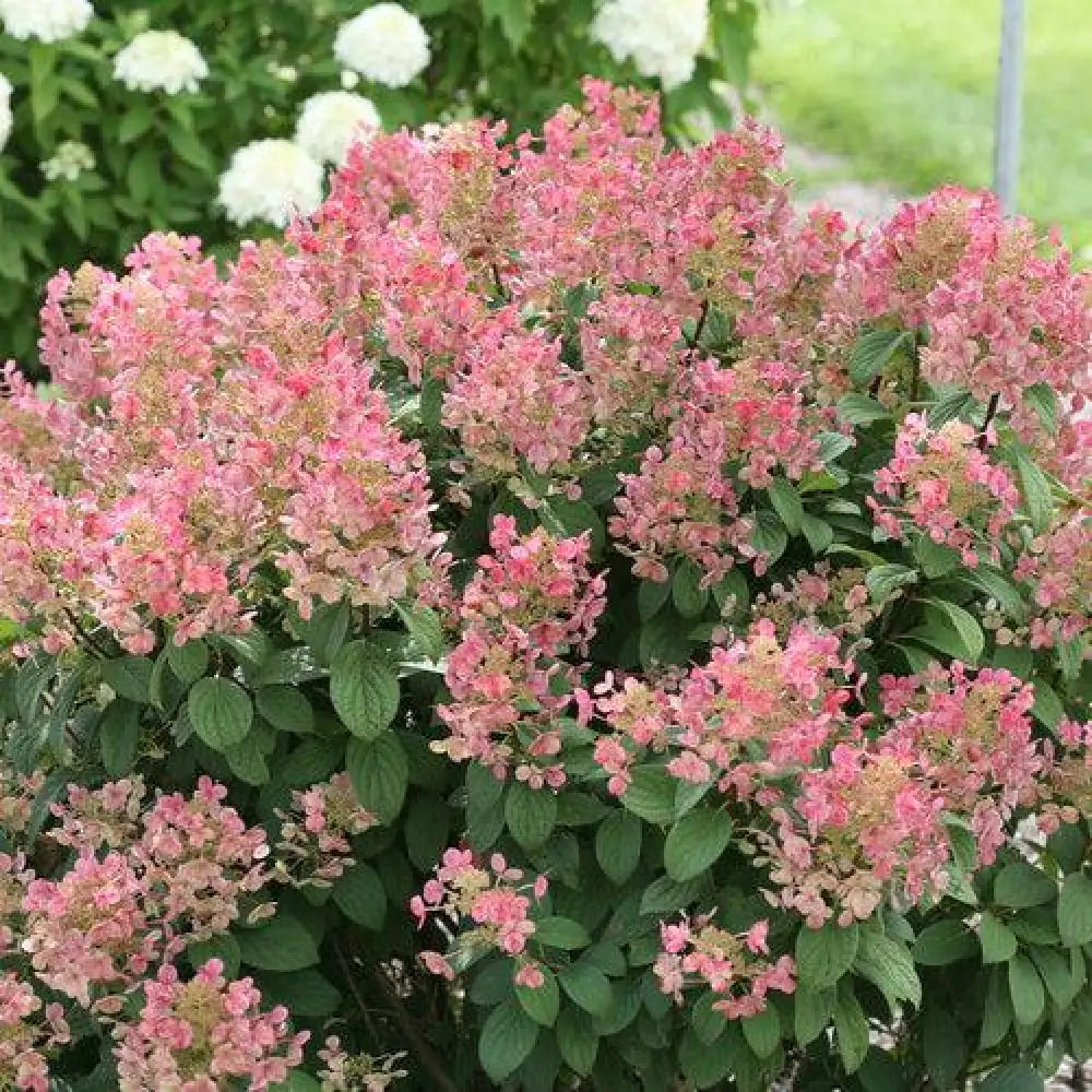 Little Quick Fire® Hydrangea Shrub