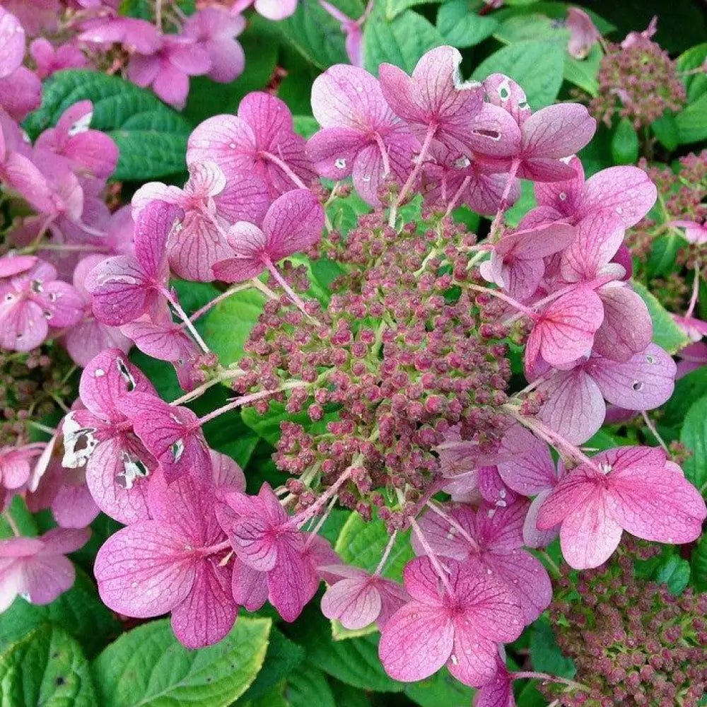 Little Quick Fire® Hydrangea Shrub