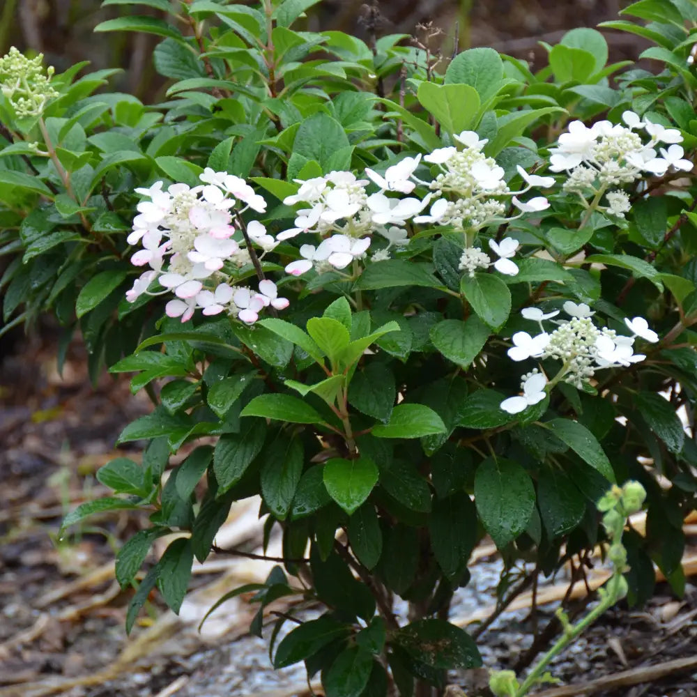 Little Quick Fire® Hydrangea Shrub