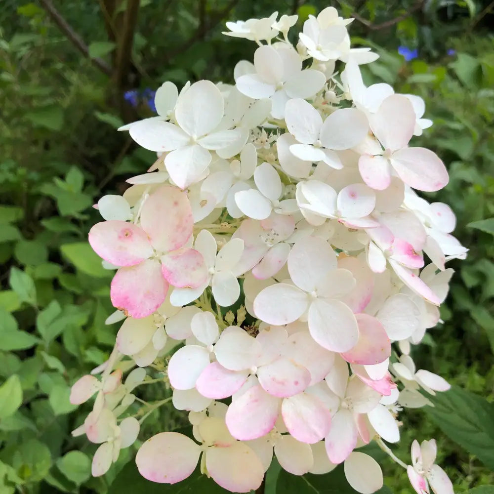 Little Quick Fire® Hydrangea Shrub