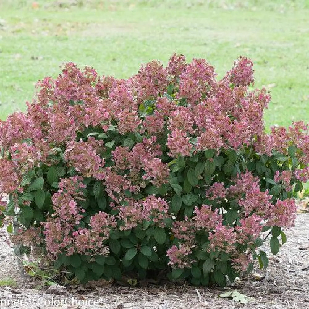 Little Quick Fire® Hydrangea Shrub