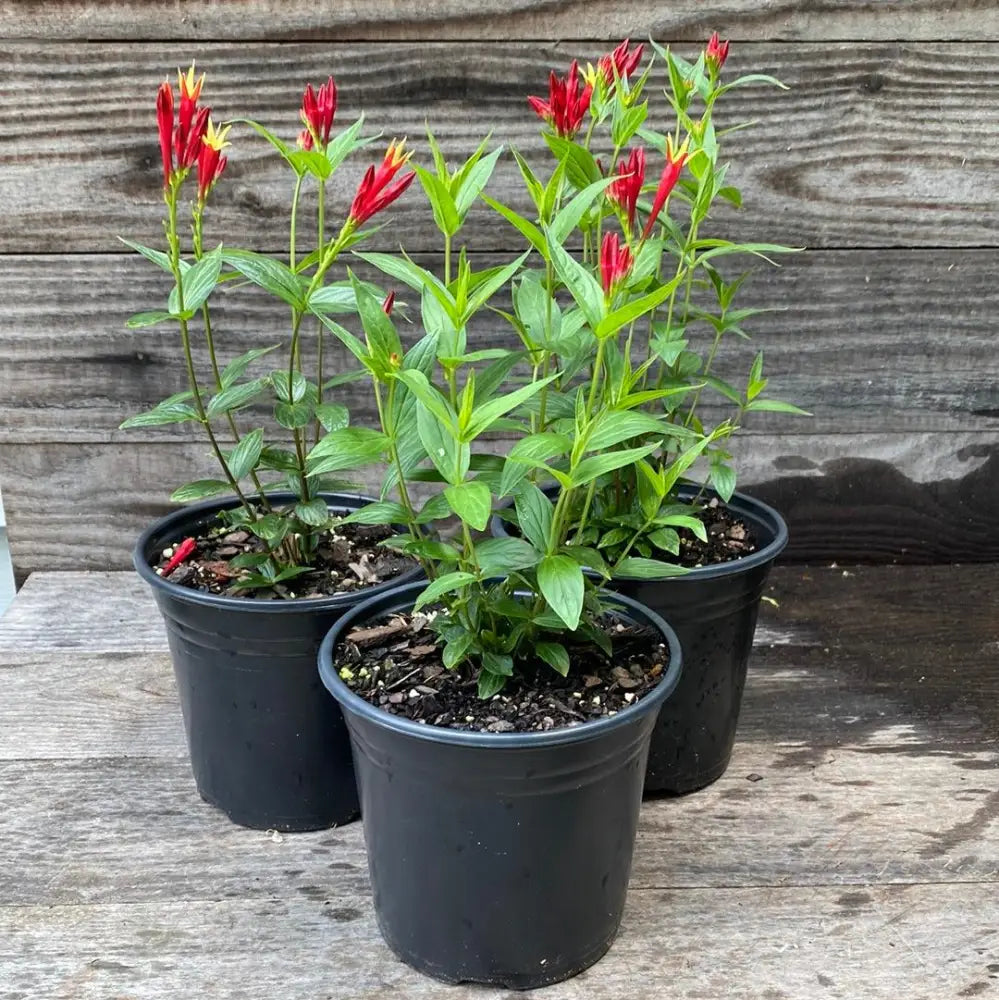 Little Redhead Indian Pink 1 GALLON Perennial