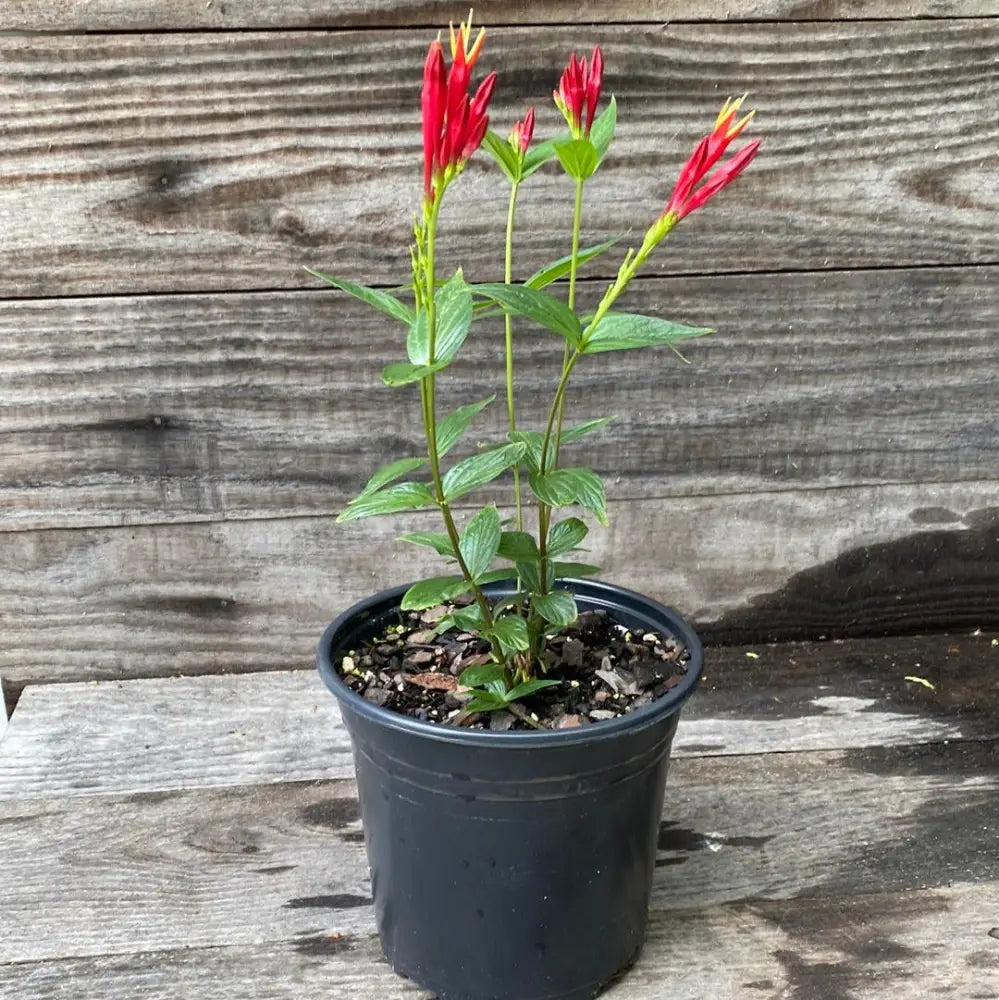 Little Redhead Indian Pink 1 GALLON Perennial