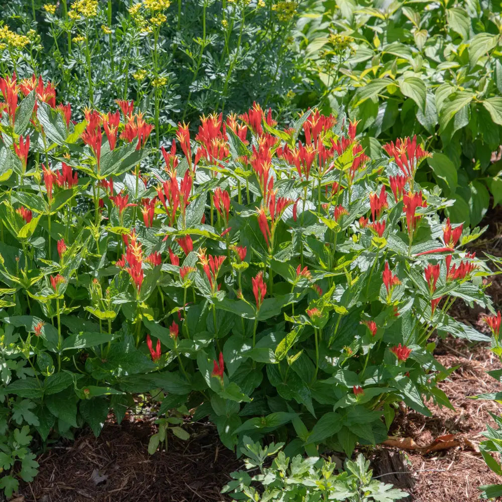 Little Redhead Indian Pink 1 GALLON Perennial