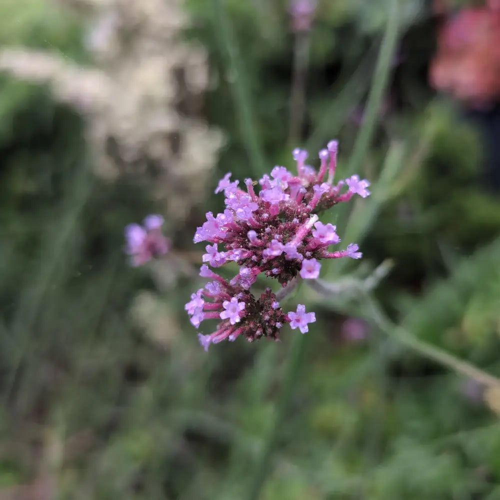 Lollipop Verbena 1 GALLON Perennial