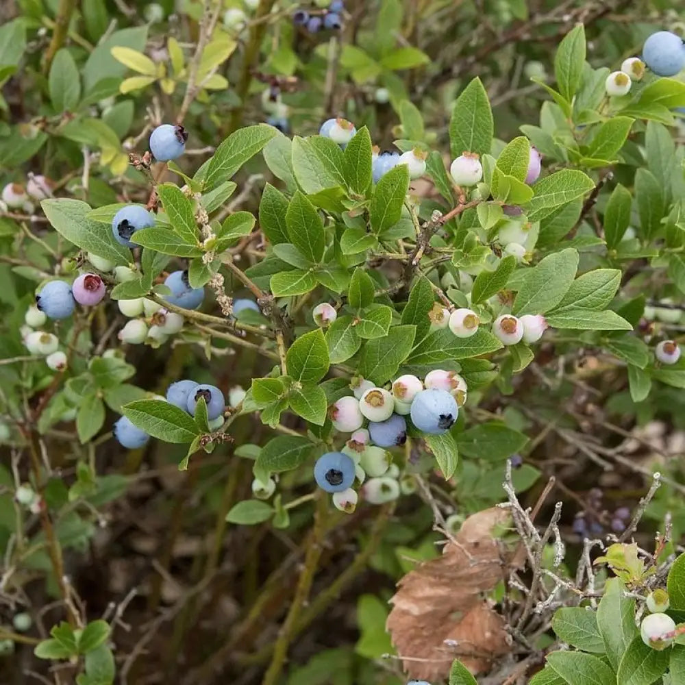 Lowbush Blueberry 1 GALLON Shrub