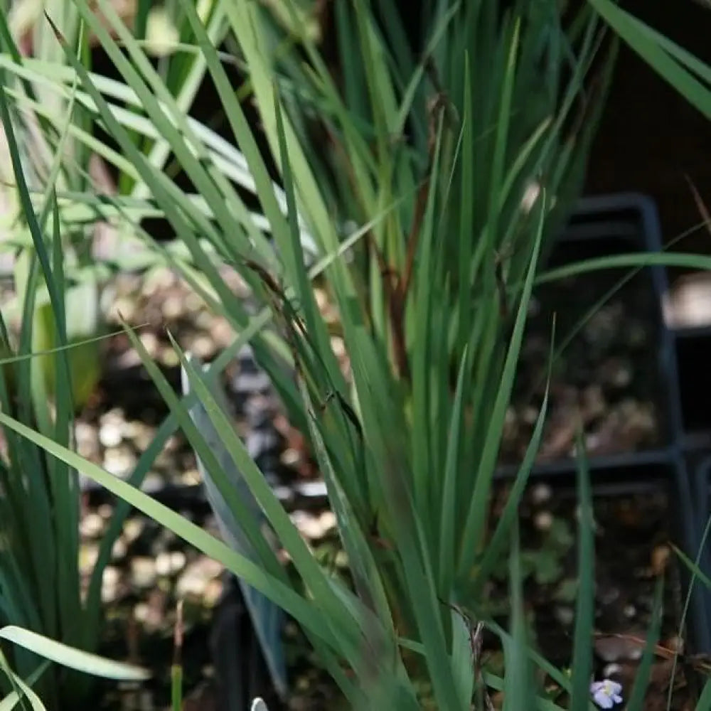 Lucerne Blue-Eyed Grass 1 GALLON Ornamental Grass