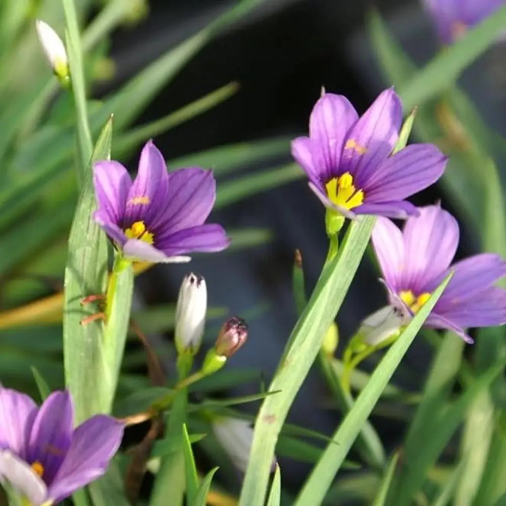 Lucerne Blue-Eyed Grass 1 GALLON Ornamental Grass