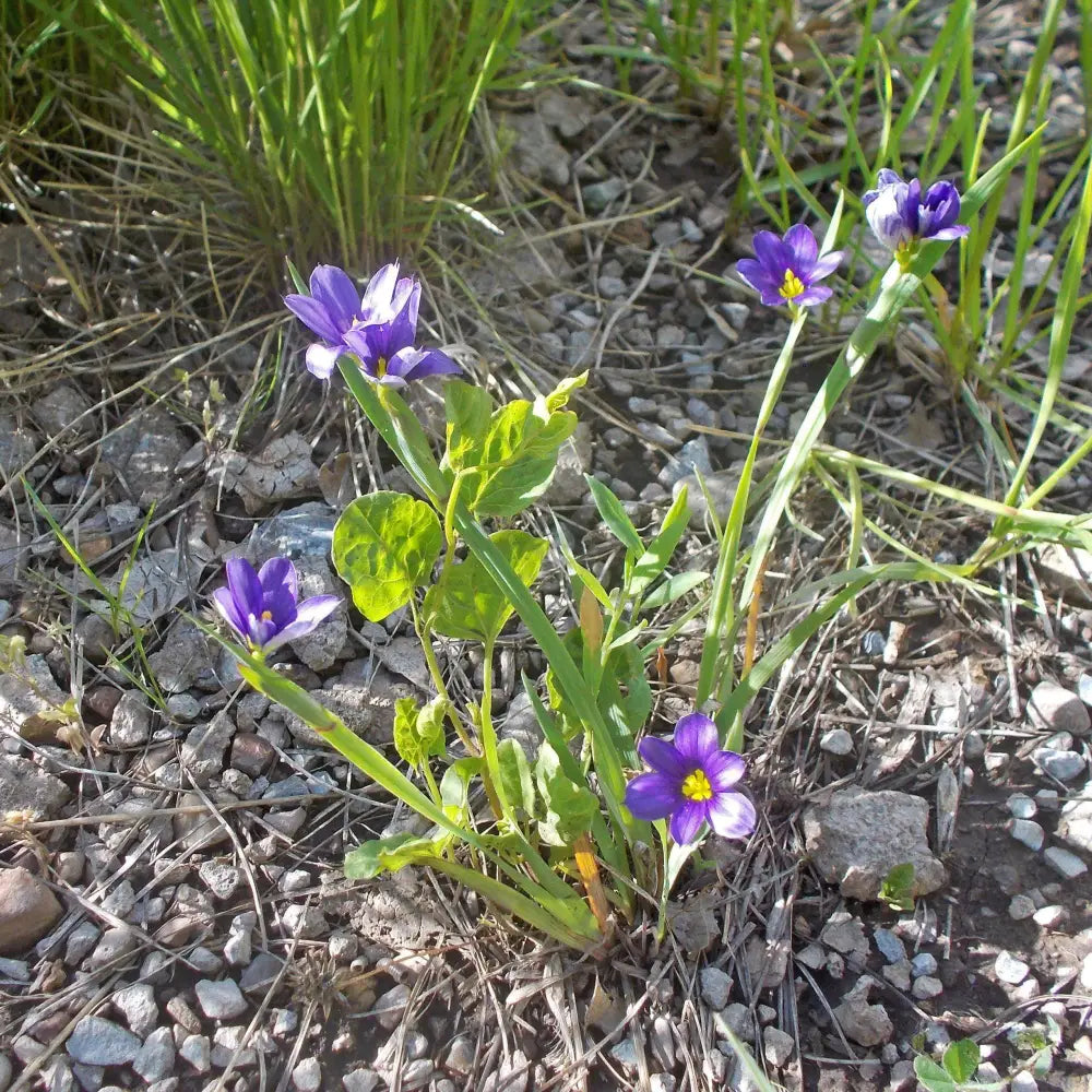 Lucerne Blue-Eyed Grass 1 GALLON Ornamental Grass