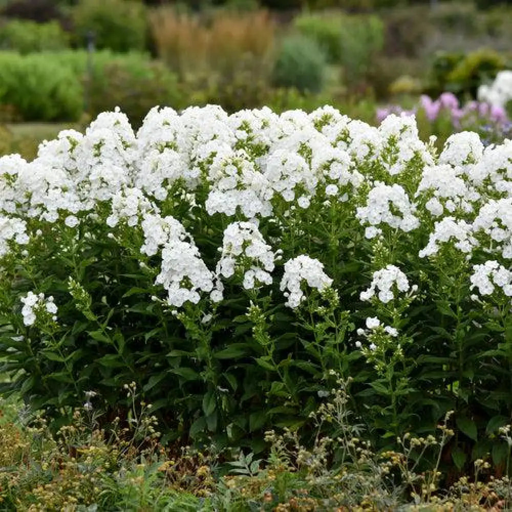Luminary® Backlight Phlox 1 GALLON Perennial