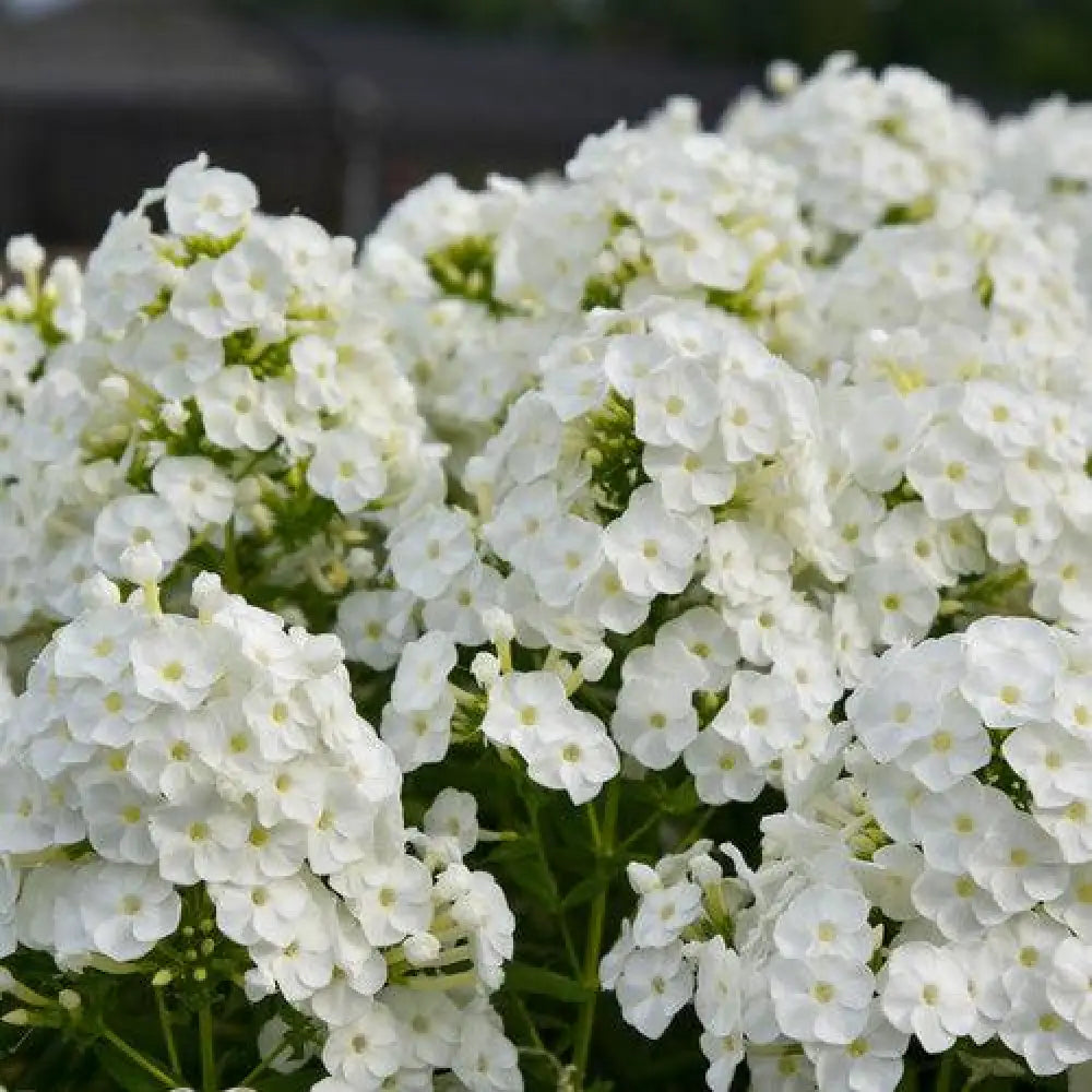 Luminary® Backlight Phlox 1 GALLON Perennial