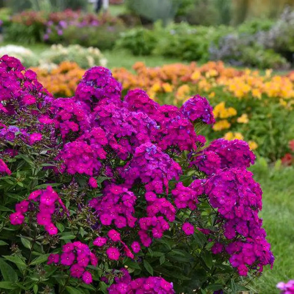 Luminary® Ultraviolet Phlox 1 GALLON Perennial