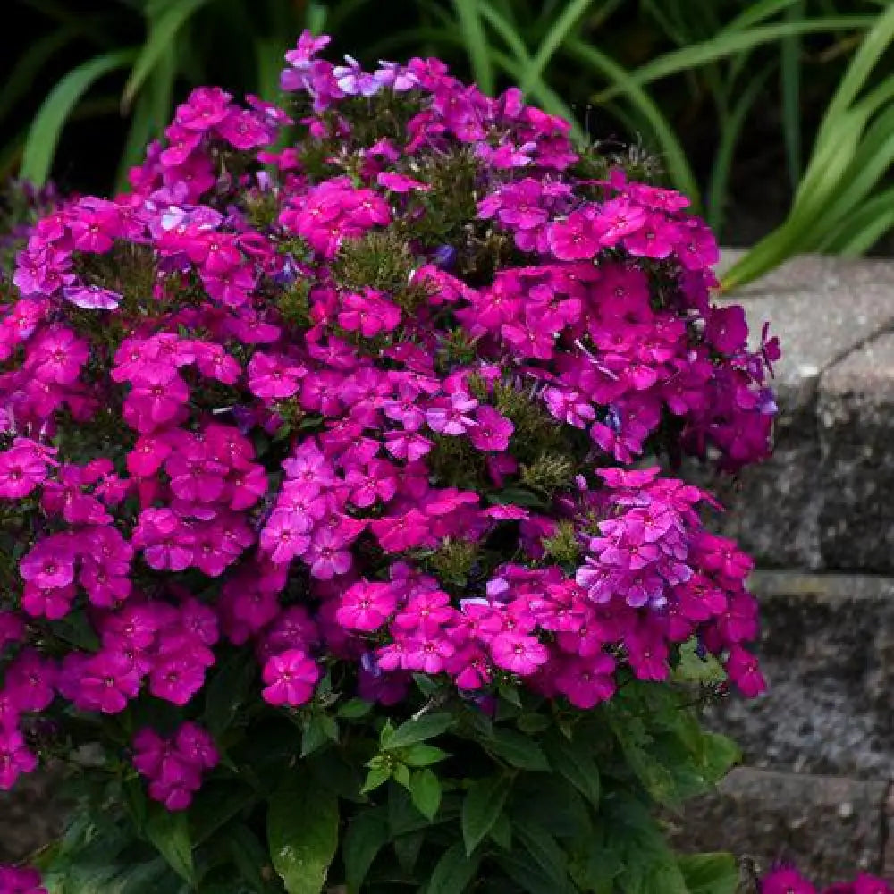 Luminary® Ultraviolet Phlox 1 GALLON Perennial