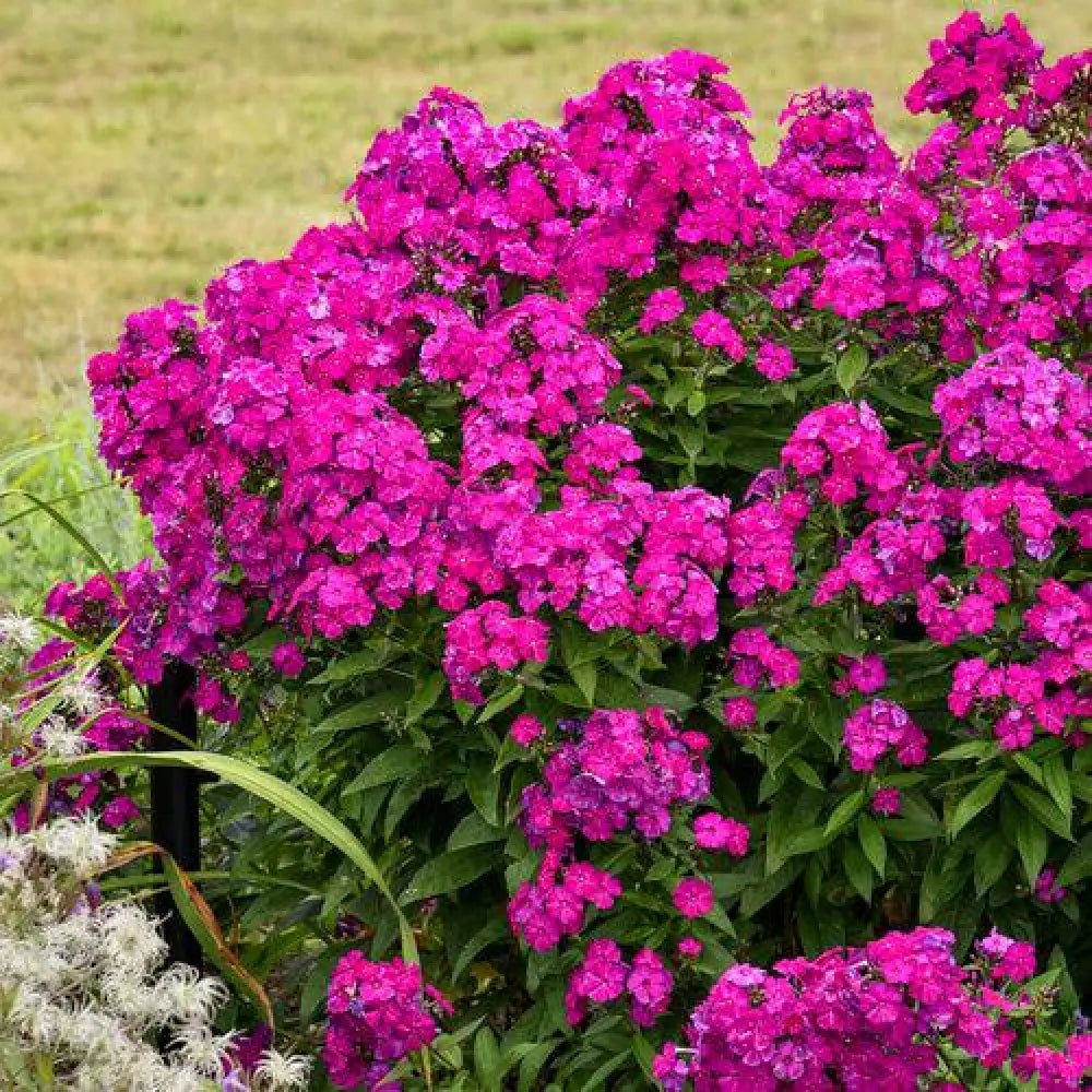 Luminary® Ultraviolet Phlox 1 GALLON Perennial