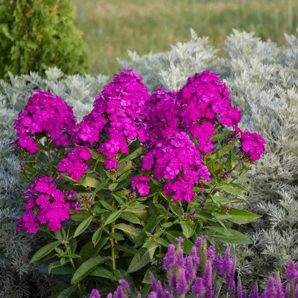 Luminary® Ultraviolet Phlox 1 GALLON Perennial