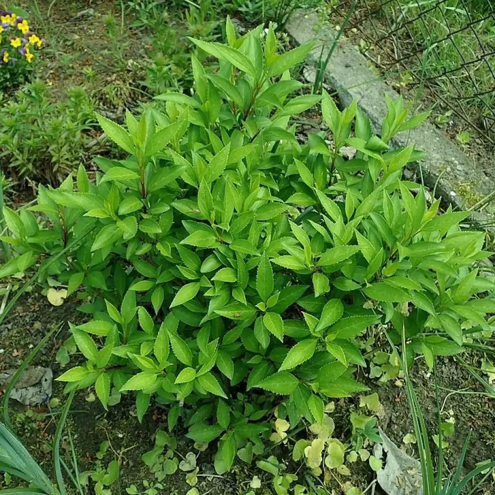 Lynwood Gold Forsythia 3 GALLON Shrub