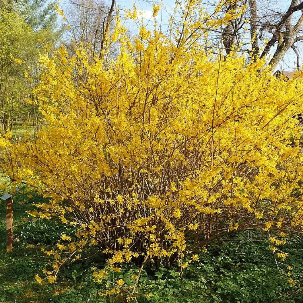 Lynwood Gold Forsythia 3 GALLON Shrub