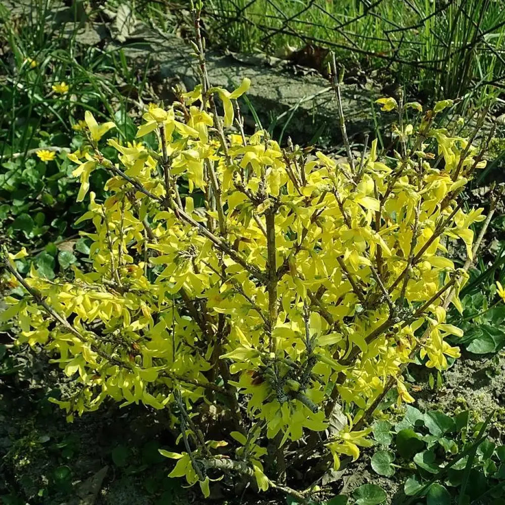 Lynwood Gold Forsythia 3 GALLON Shrub
