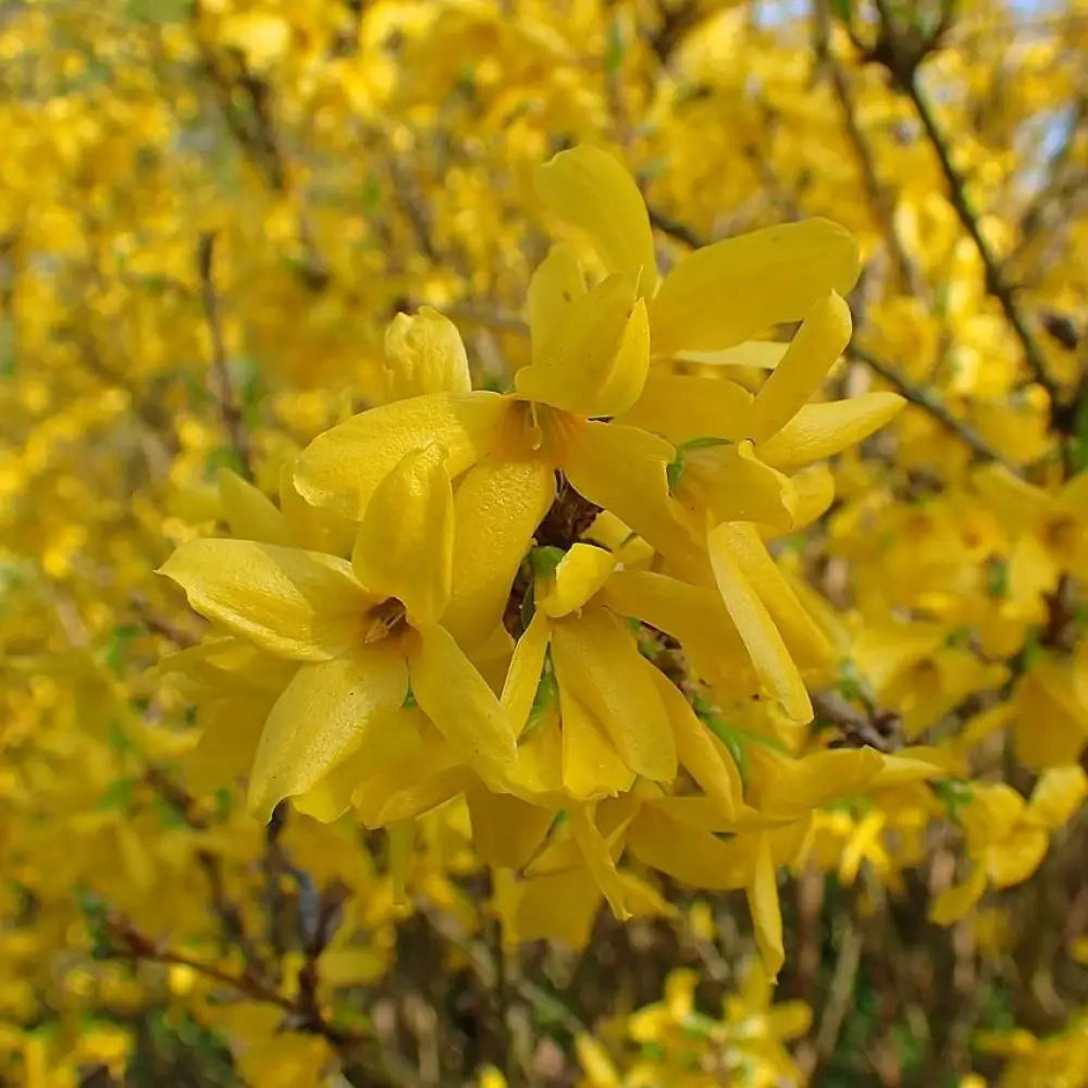 Lynwood Gold Forsythia 3 GALLON Shrub