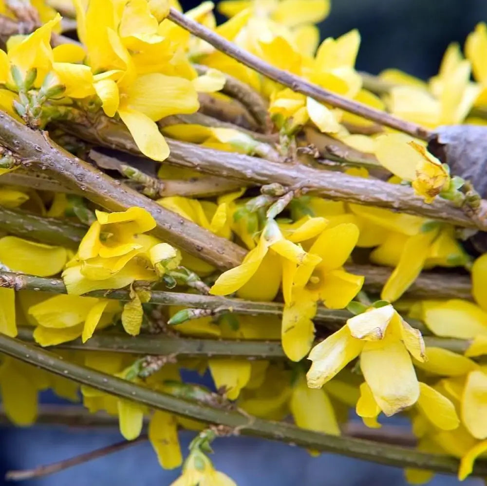 Lynwood Gold Forsythia 3 GALLON Shrub