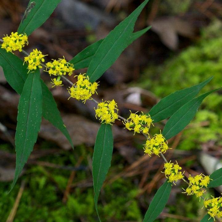 Solidago caesia - Blue-stemmed Goldenrod