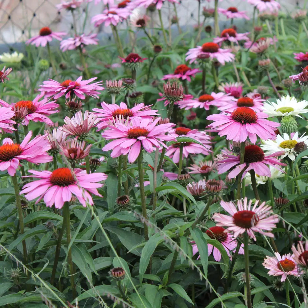 Magnus Echinacea Coneflower 1 GALLON Perennial