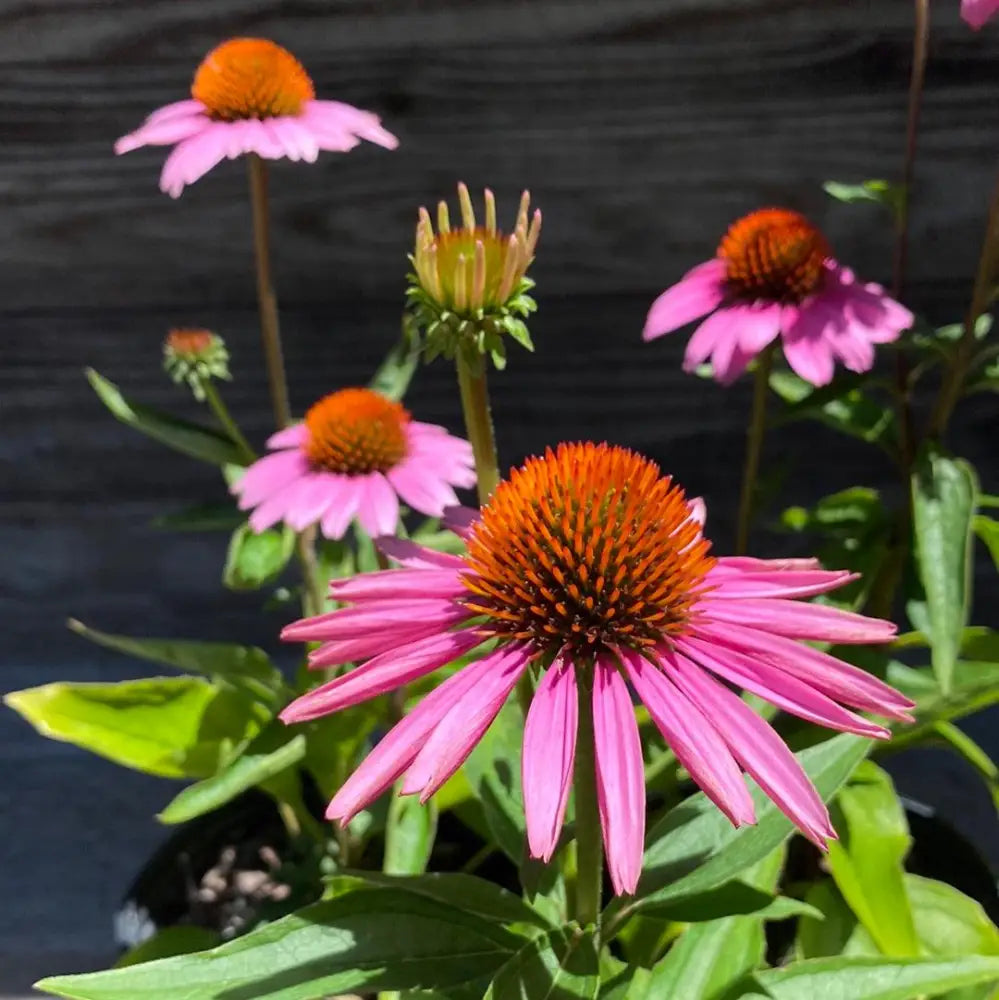 Magnus Echinacea Coneflower 1 GALLON Perennial