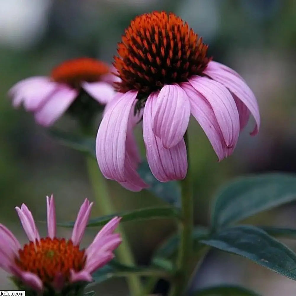 Magnus Echinacea Coneflower 1 GALLON Perennial