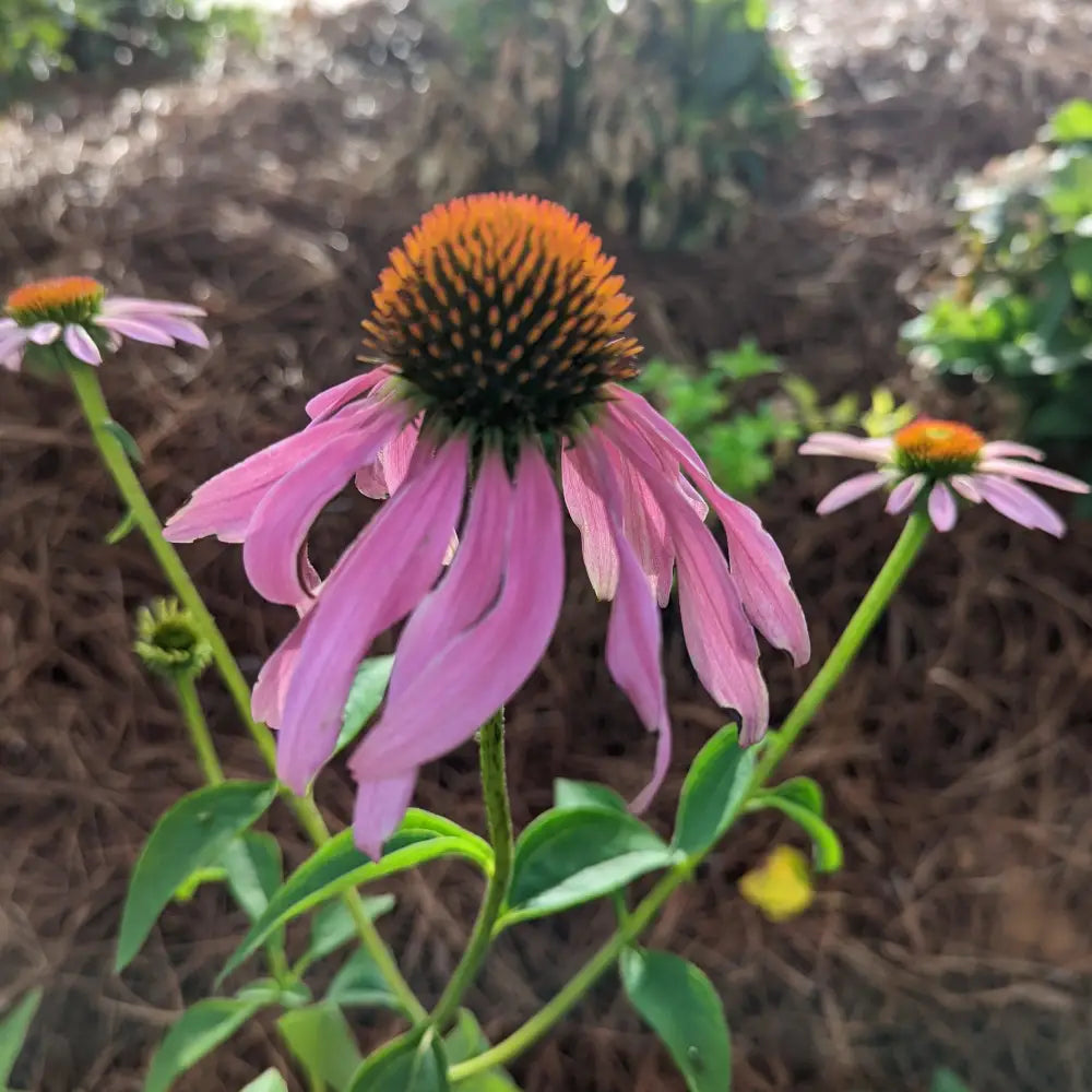 Magnus Echinacea Coneflower 1 GALLON Perennial