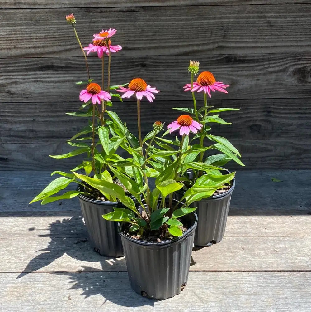 Magnus Echinacea Coneflower 1 GALLON Perennial