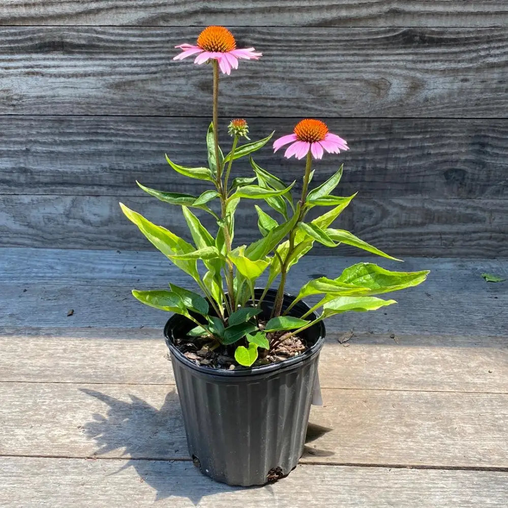 Magnus Echinacea Coneflower 1 GALLON Perennial