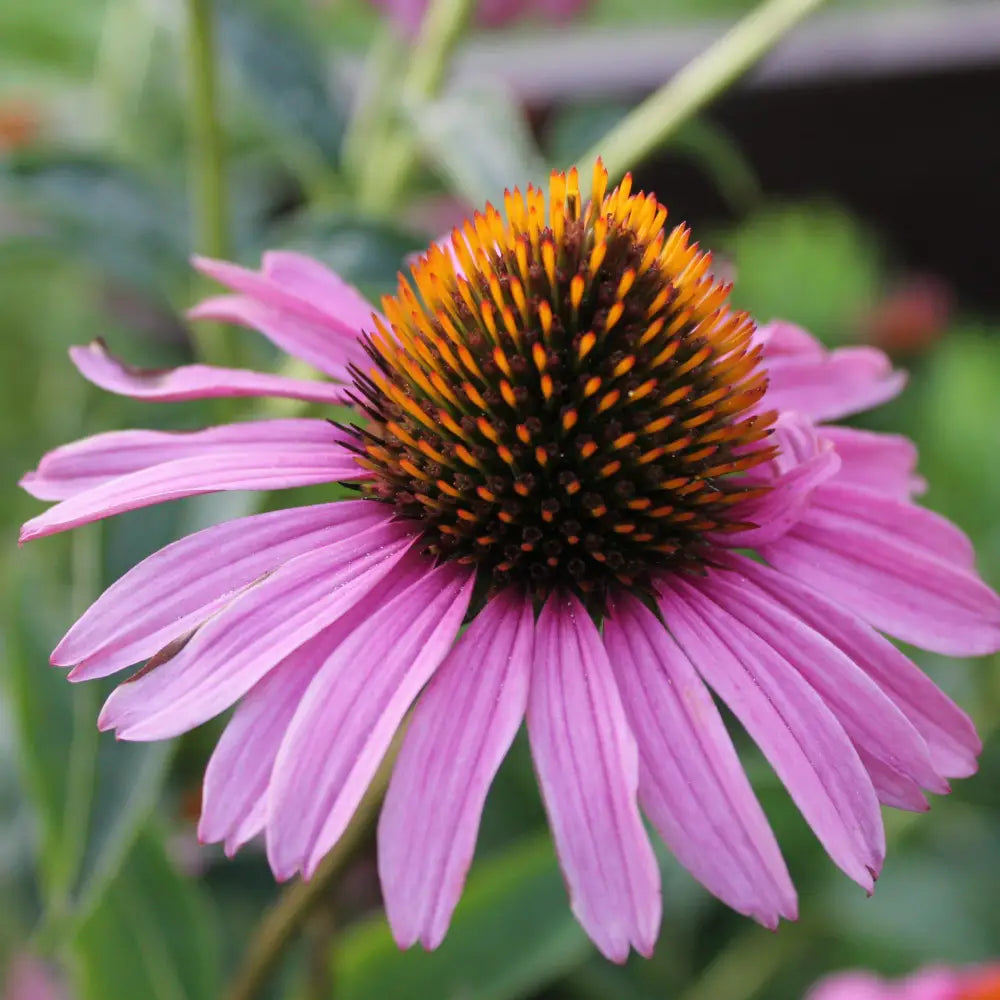 Magnus Echinacea Coneflower 1 GALLON Perennial