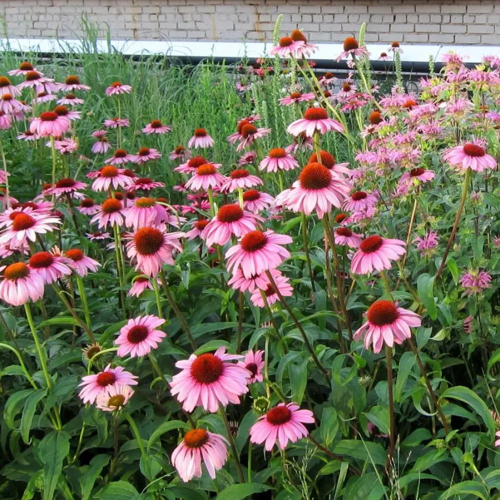 Magnus Echinacea Coneflower 1 GALLON Perennial