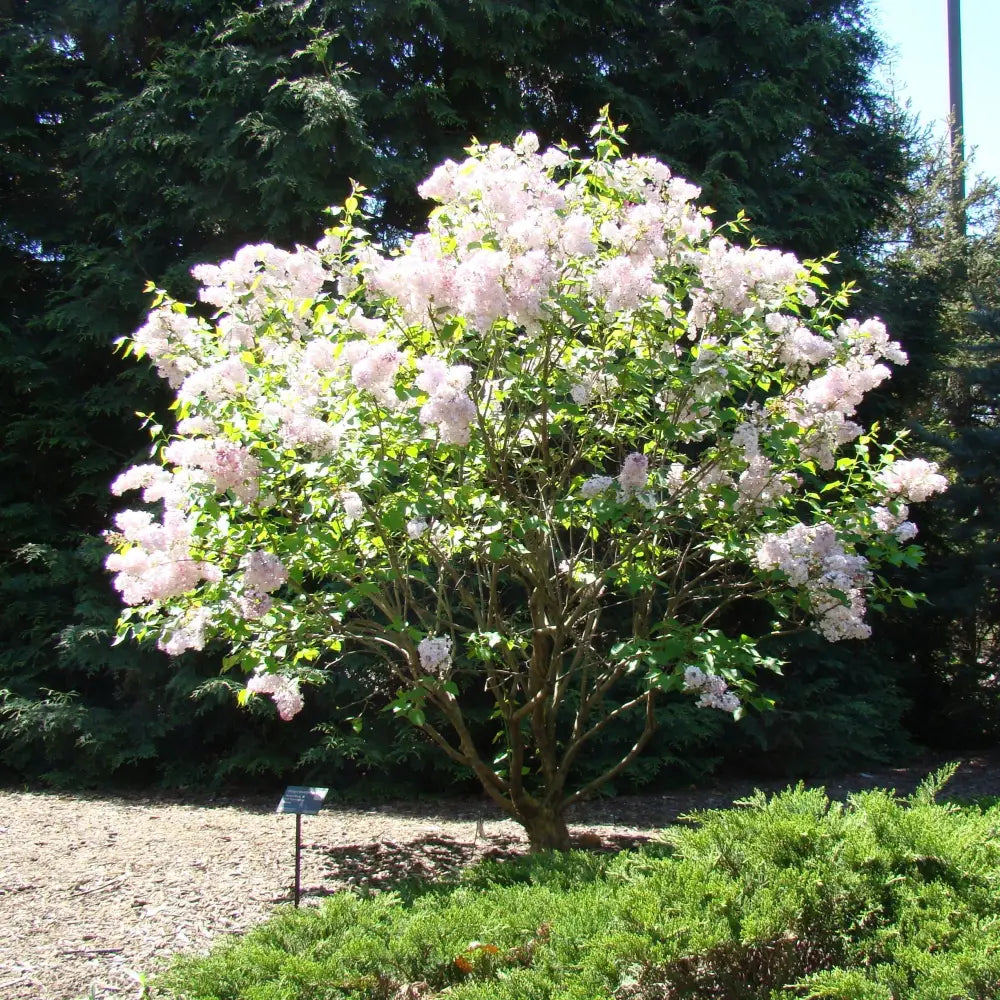 Maiden’s Blush Lilac 3 GALLON Shrub