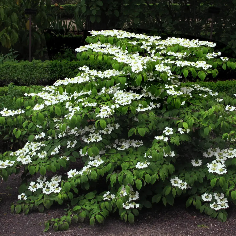 Mariessi Viburnum 3 GALLON Shrub