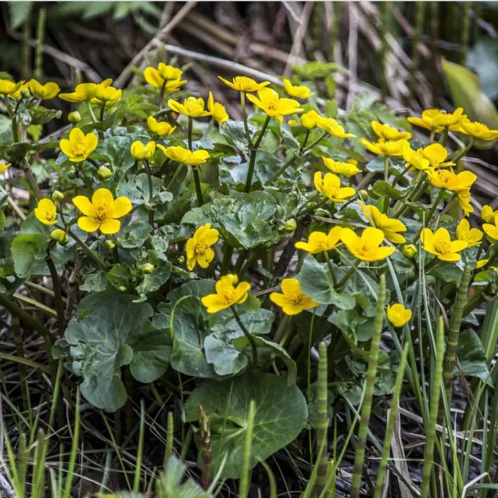 Marsh Marigold 1 GALLON Perennial