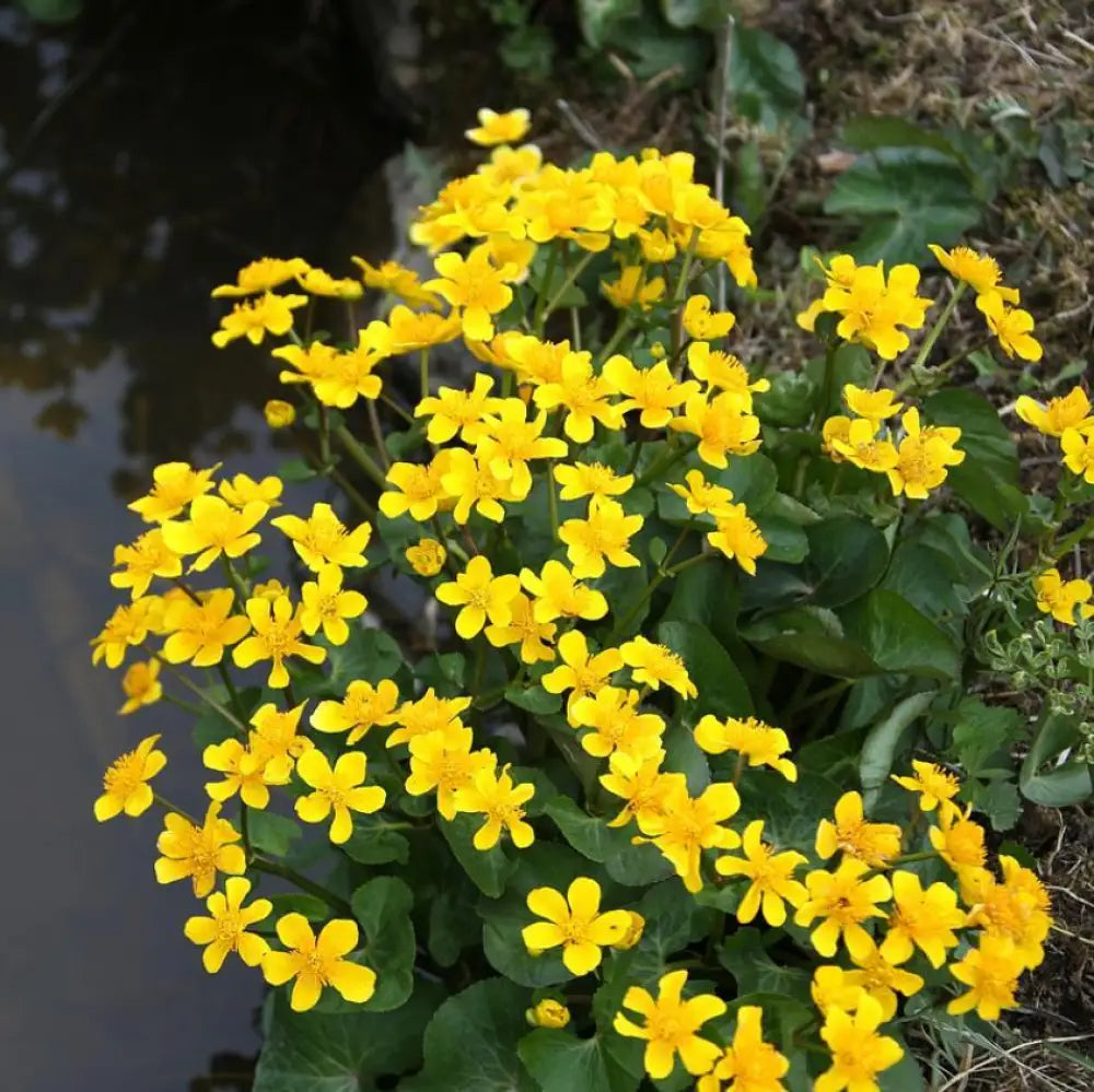 Marsh Marigold 1 GALLON Perennial
