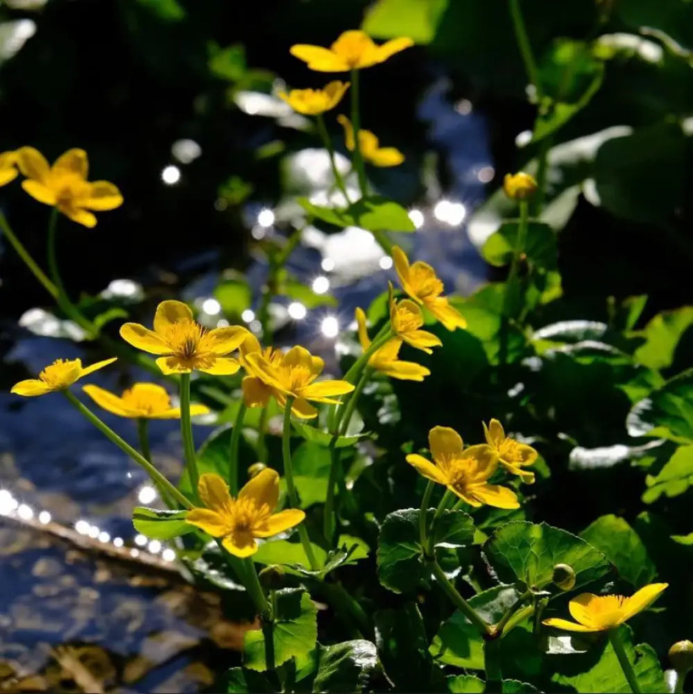 Marsh Marigold 1 GALLON Perennial