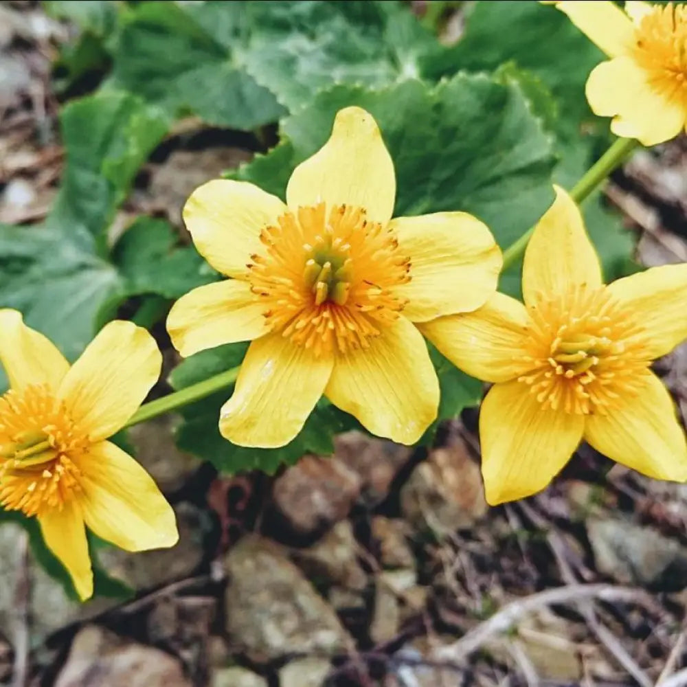 Marsh Marigold 1 GALLON Perennial