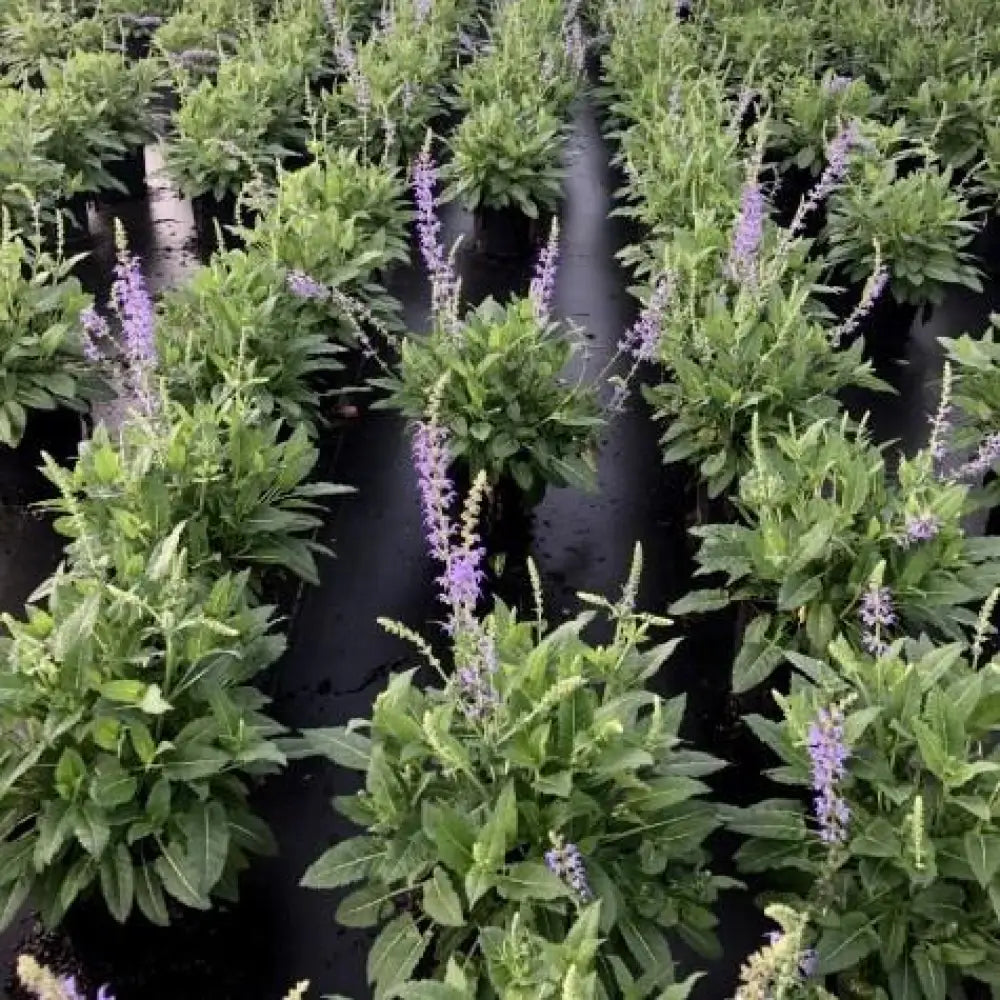 May Night Wood Sage Perennial