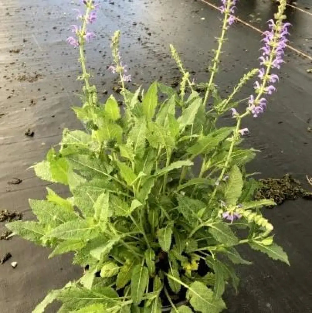 May Night Wood Sage Perennial
