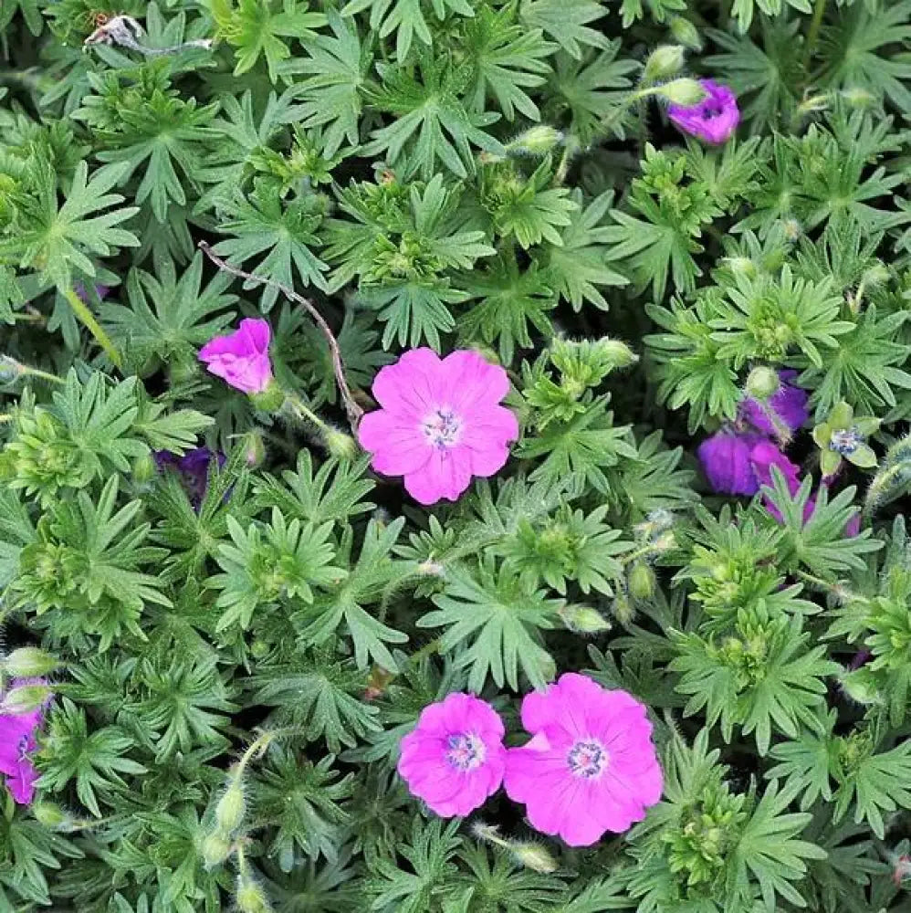 Maz Frei Bloody Cranesbill 1 GALLON Perennial