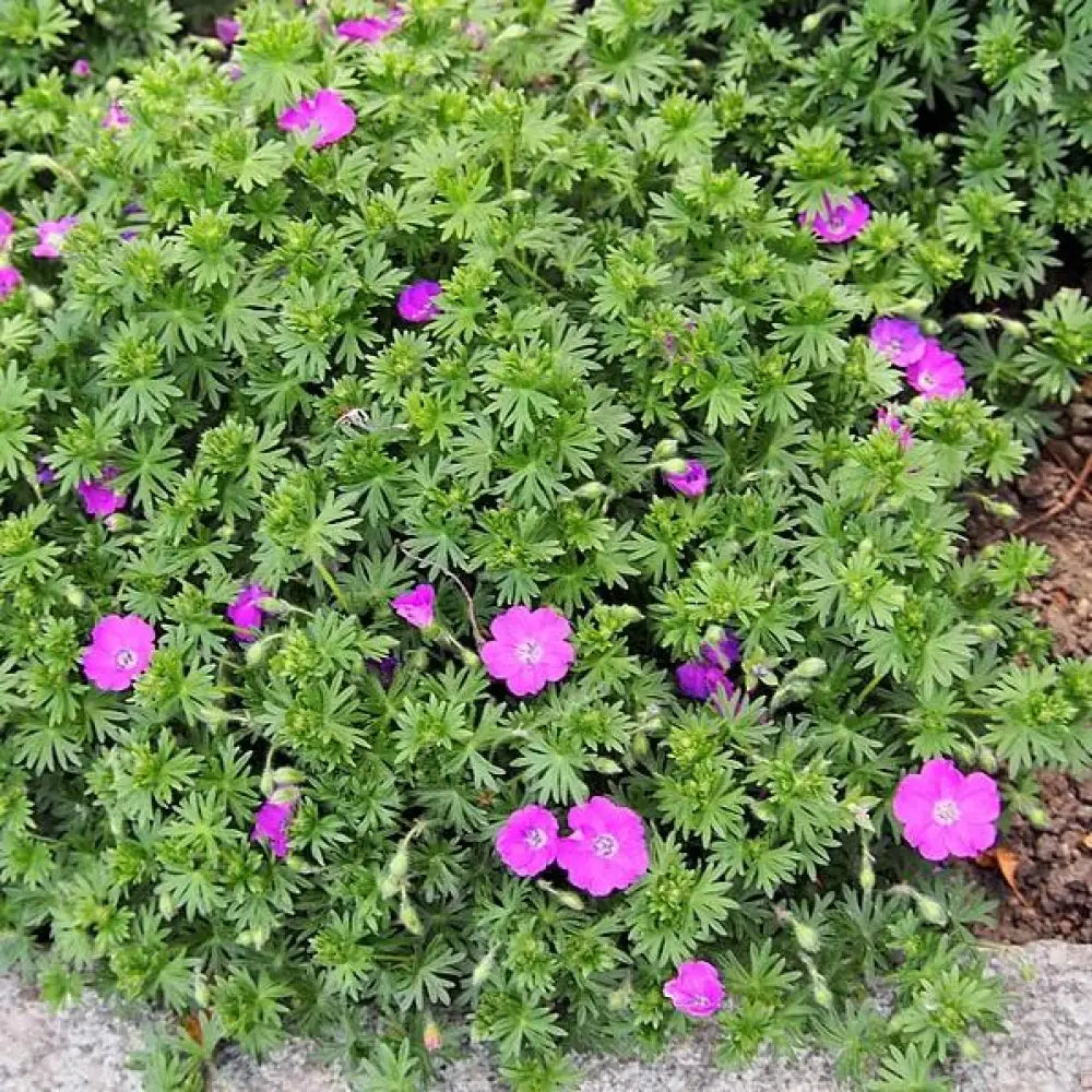 Maz Frei Bloody Cranesbill 1 GALLON Perennial