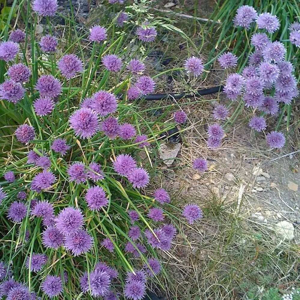 Medusa Ornamental Onion 1 GALLON Perennial