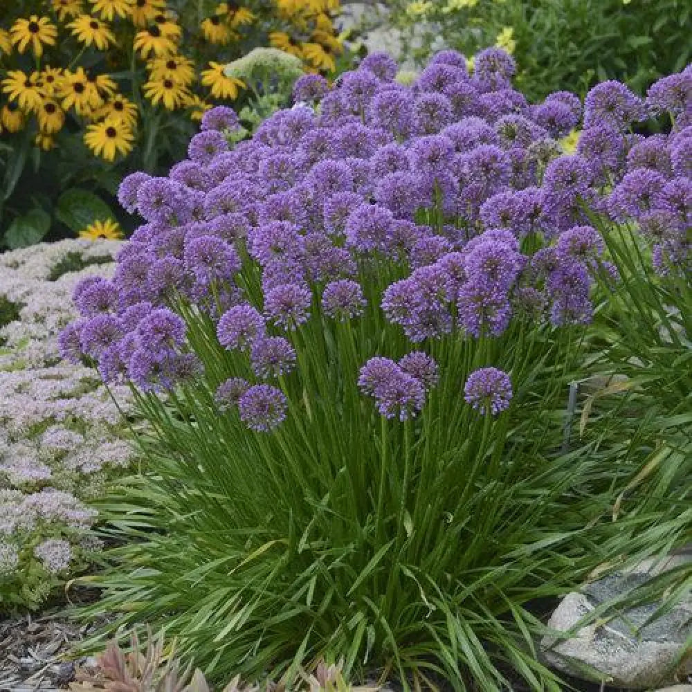Millenium Ornamental Onion 1 GALLON Perennial