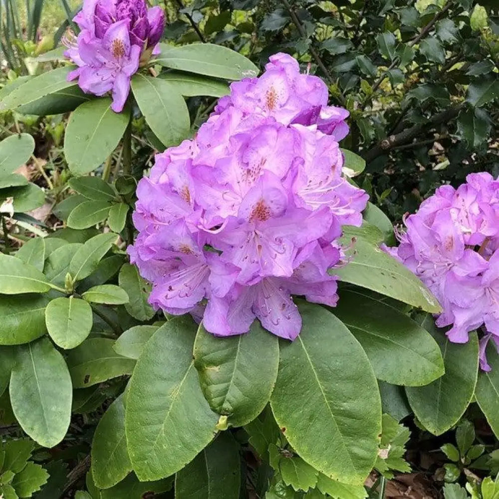 Minnetonka Rhododendron Shrub