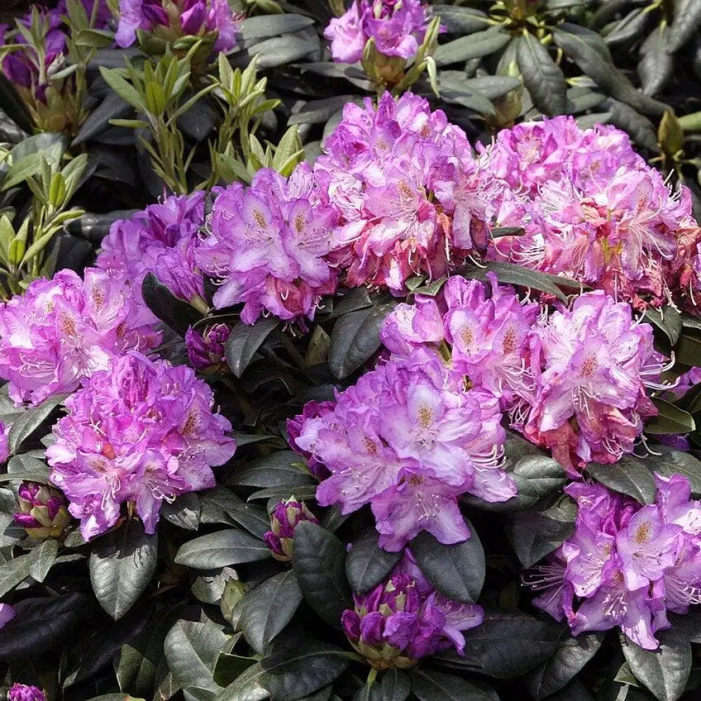 Minnetonka Rhododendron Shrub