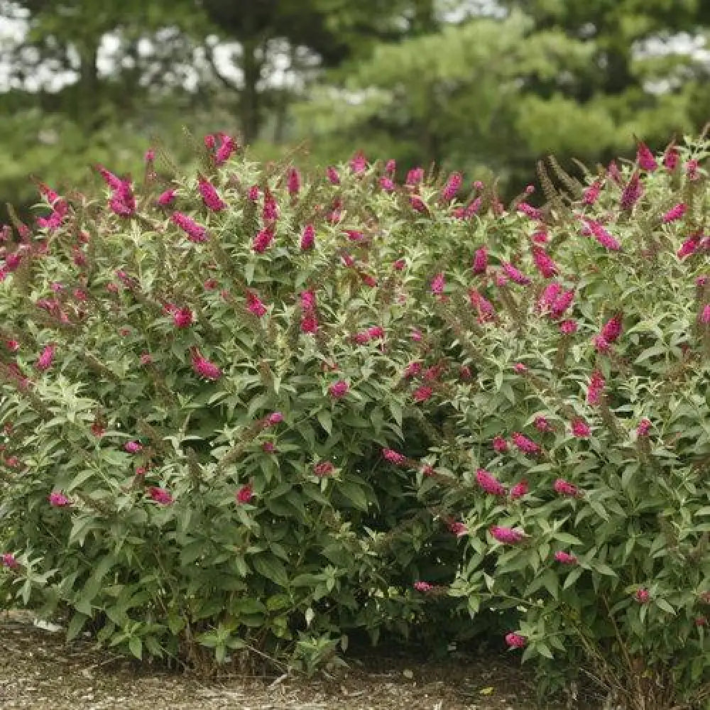Miss Molly Butterfly Bush 3 GALLON Shrub