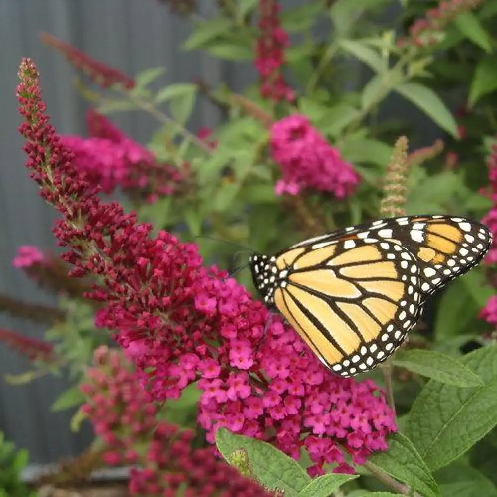 Miss Molly Butterfly Bush 3 GALLON Shrub